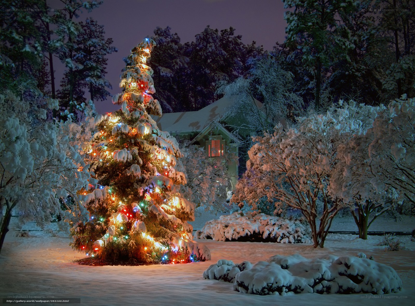 Snowy Christmas tree at night