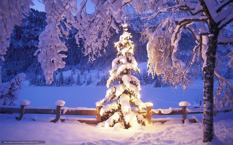 Snowy Christmas tree at night