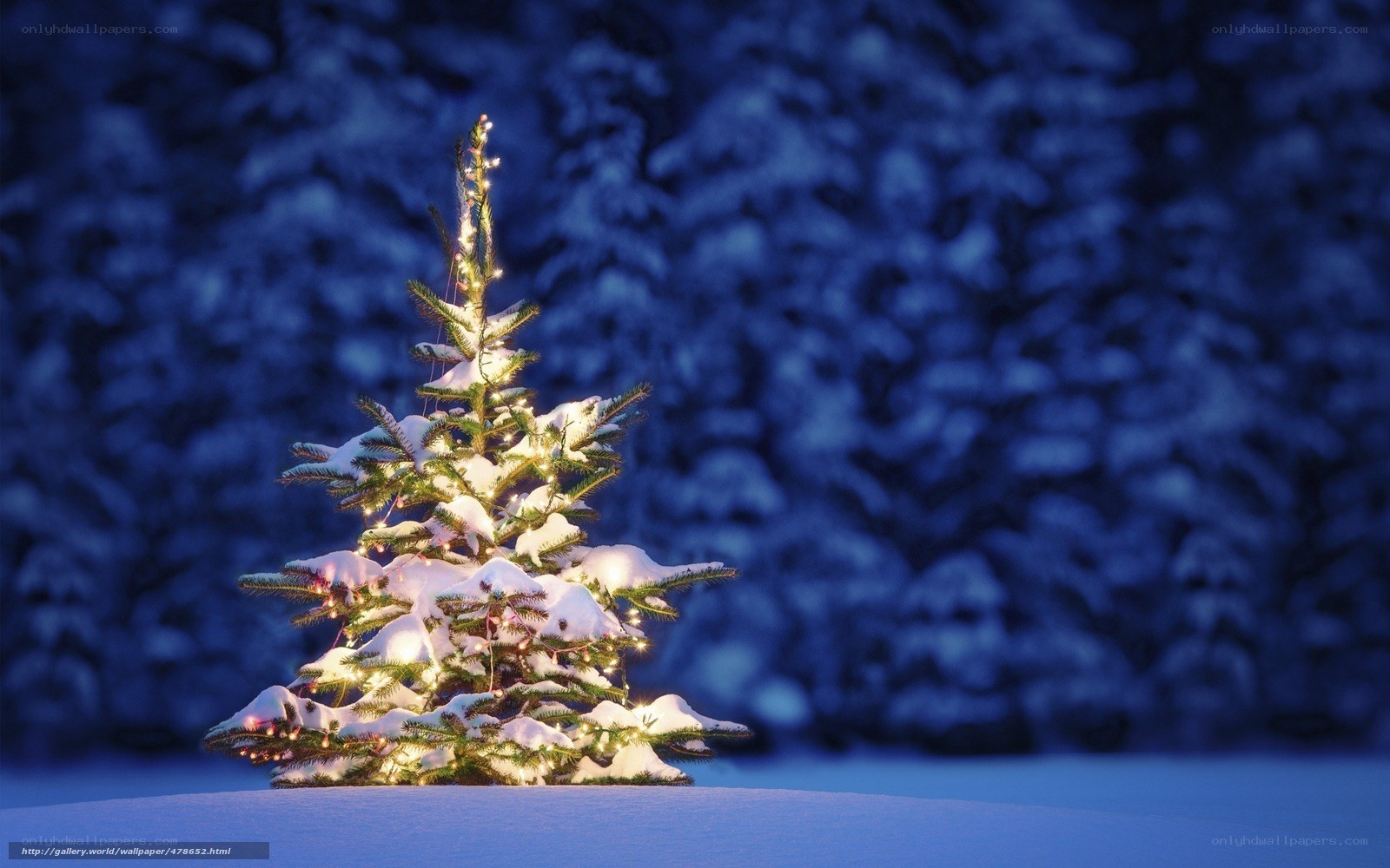 Snowy Christmas tree at night