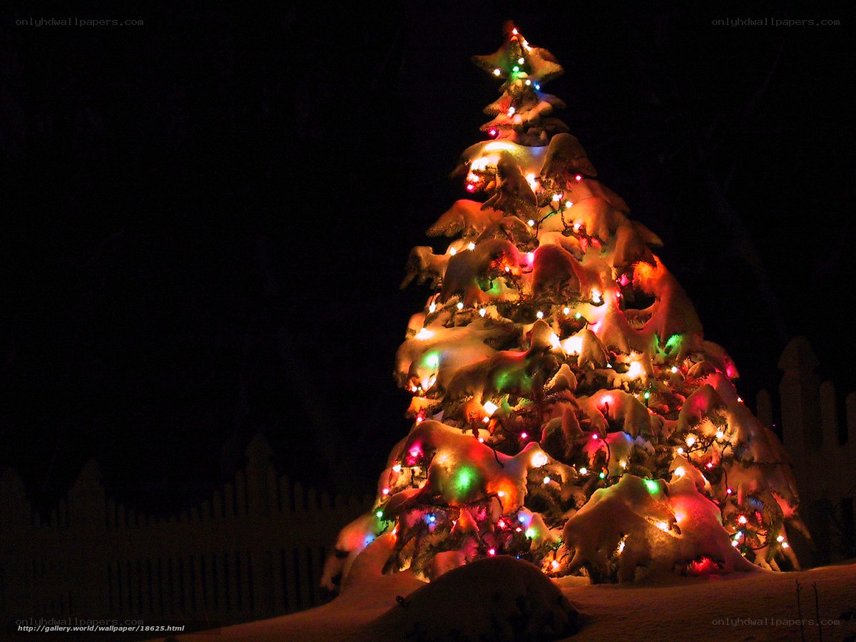 snowy christmas tree at night