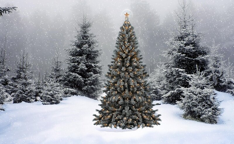 snowy christmas tree forest