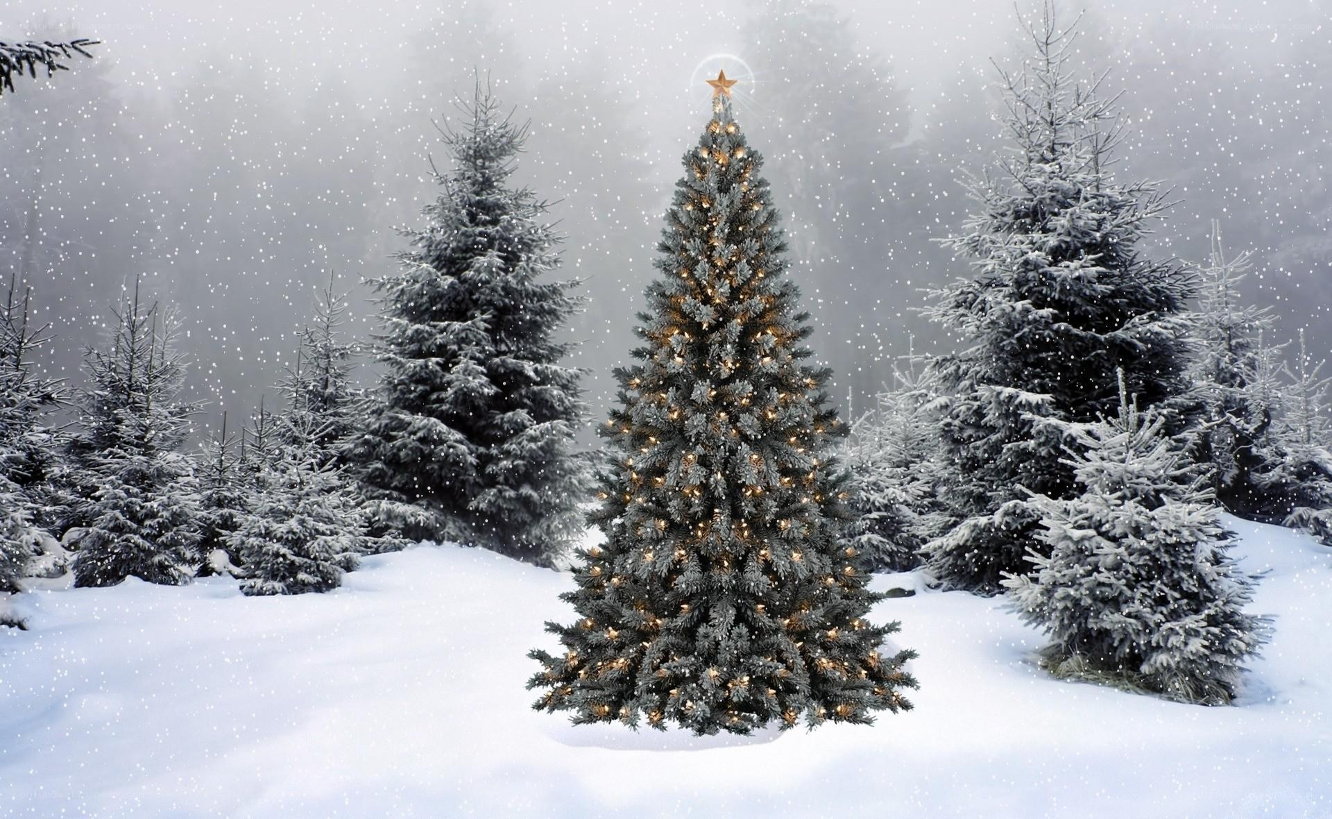 snowy christmas tree forest
