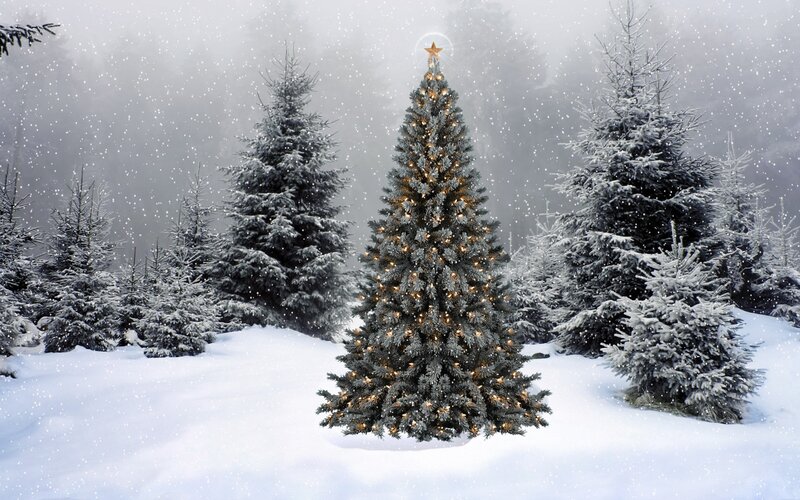 snowy christmas tree in forest