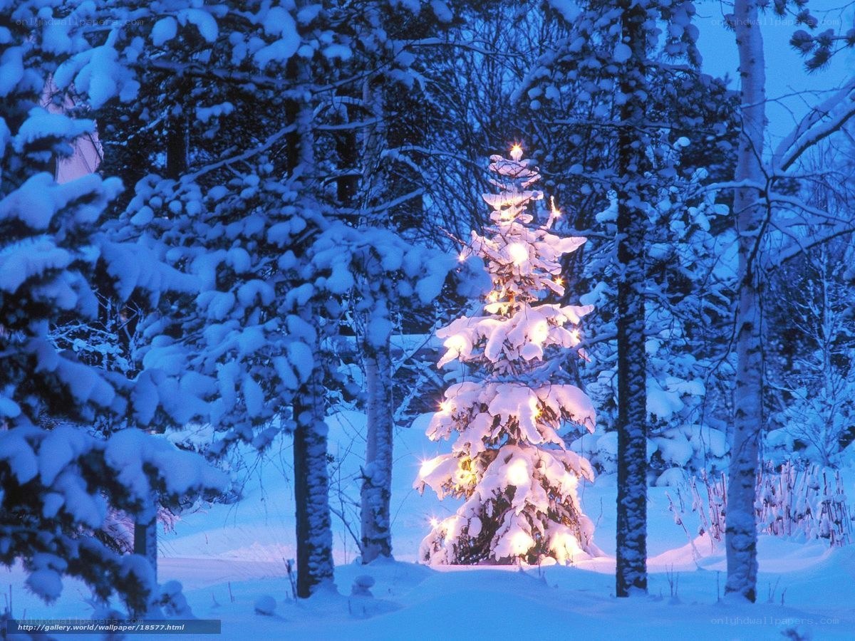 Snowy Christmas tree in forest