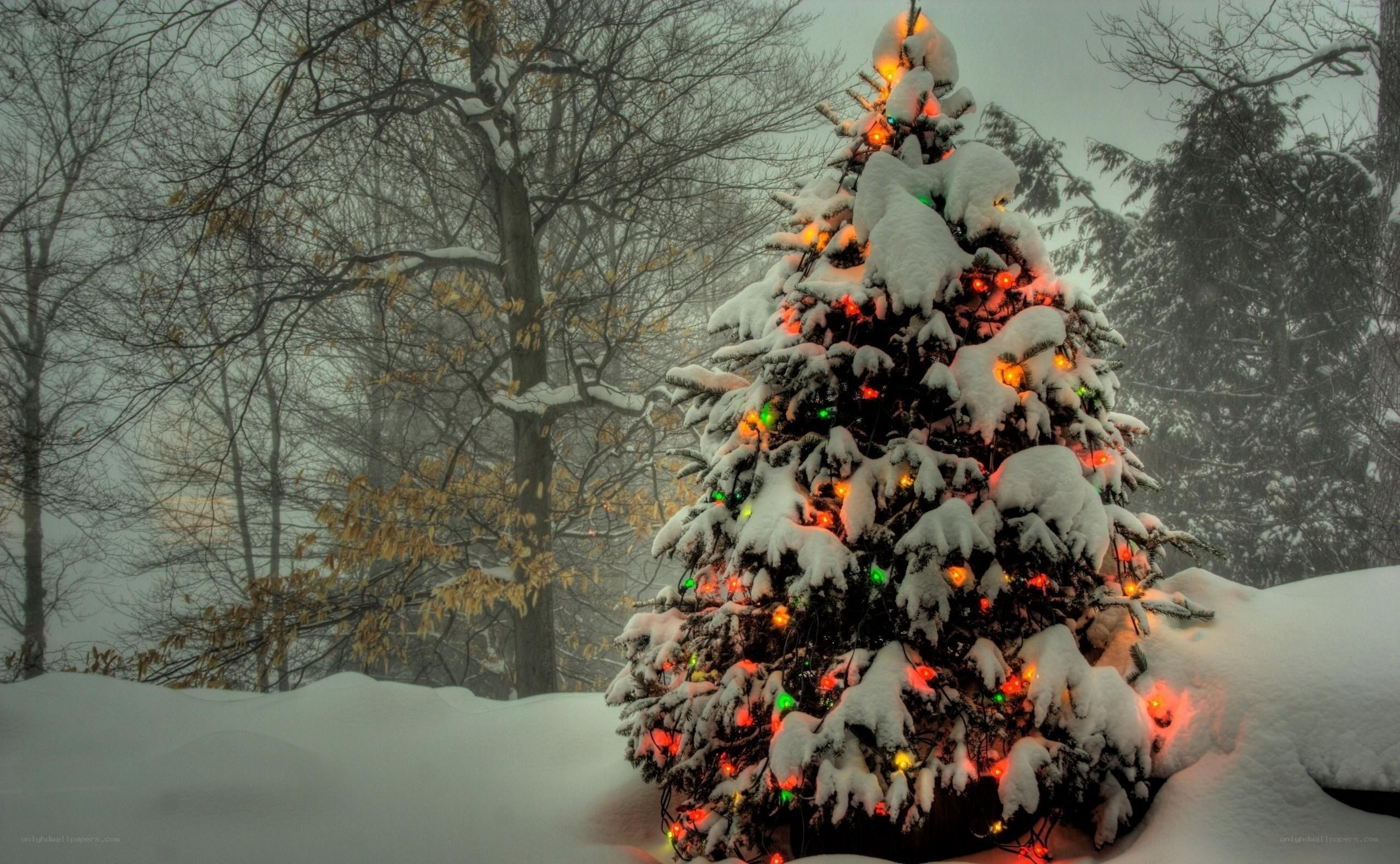 Snowy Christmas tree in winter