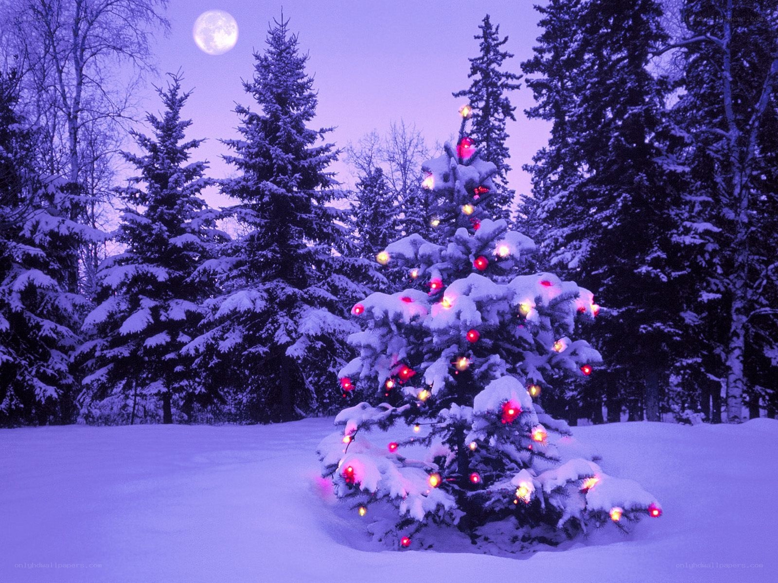 Snowy Christmas tree under moonlight