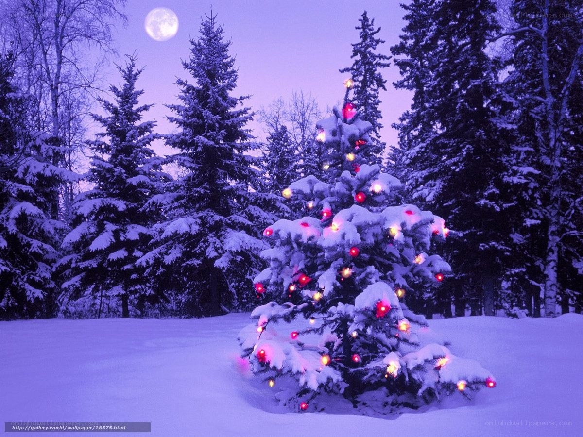 Snowy Christmas tree under moonlight