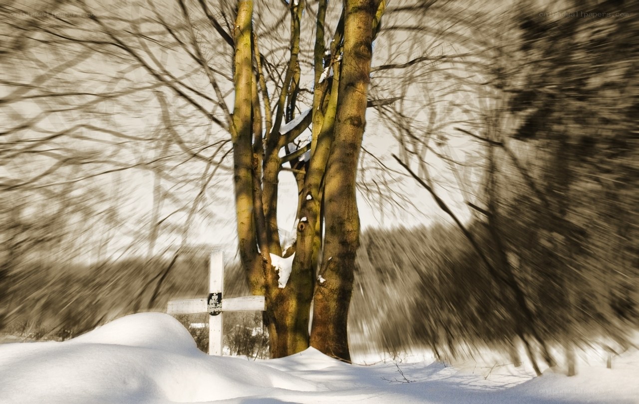 Snowy cross in winter forest