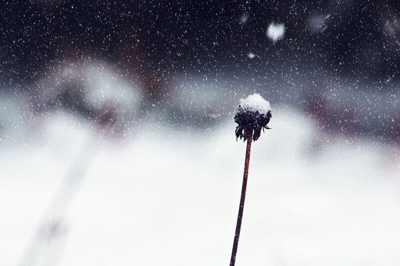 snowy dandelion in winter