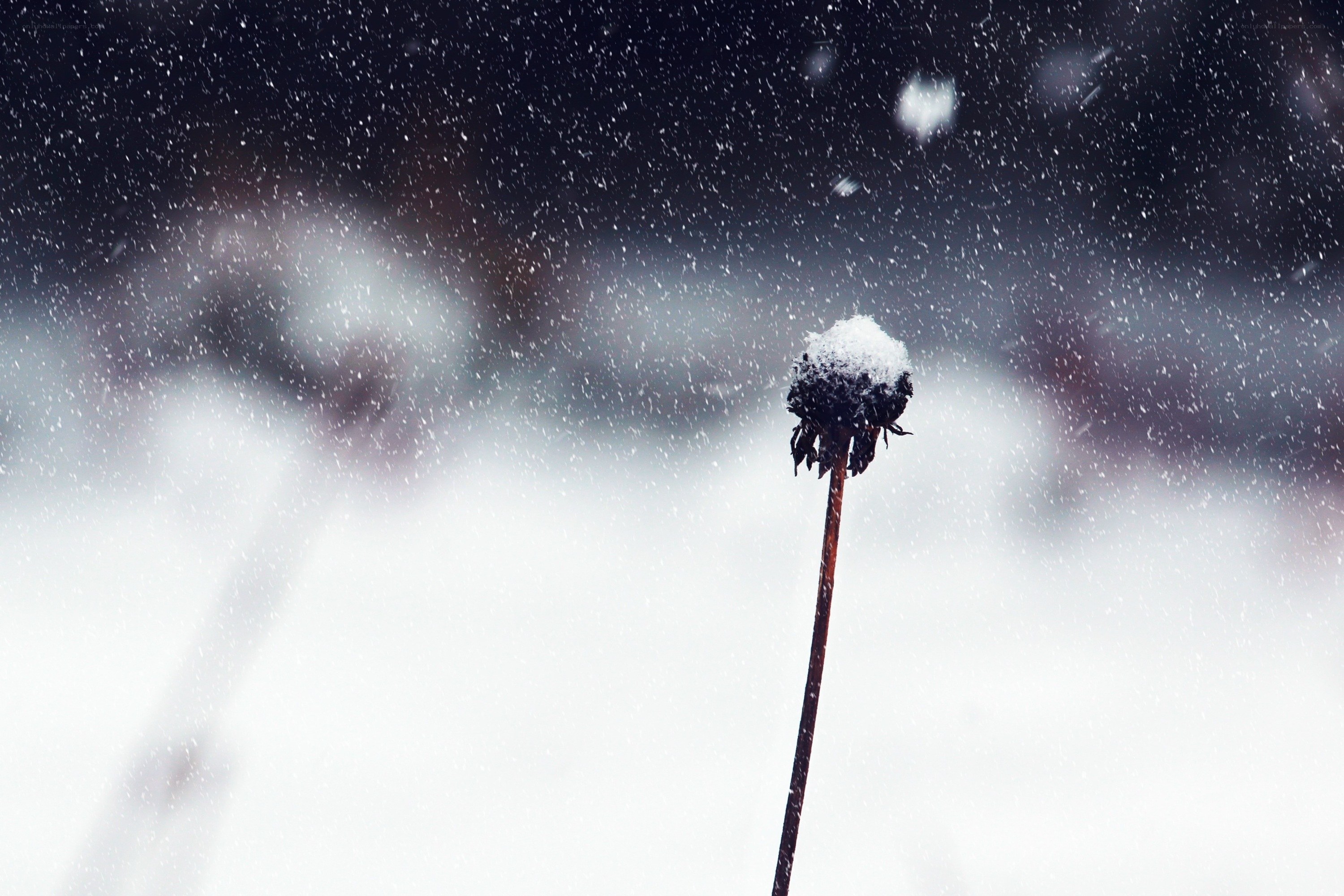 snowy dandelion in winter