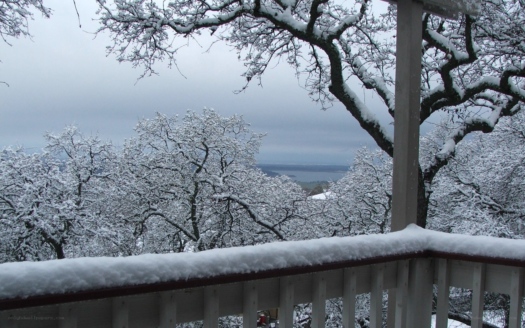 Snowy deck view of trees