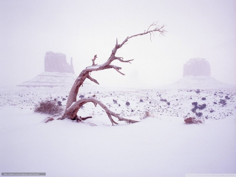 Snowy desert with dead tree