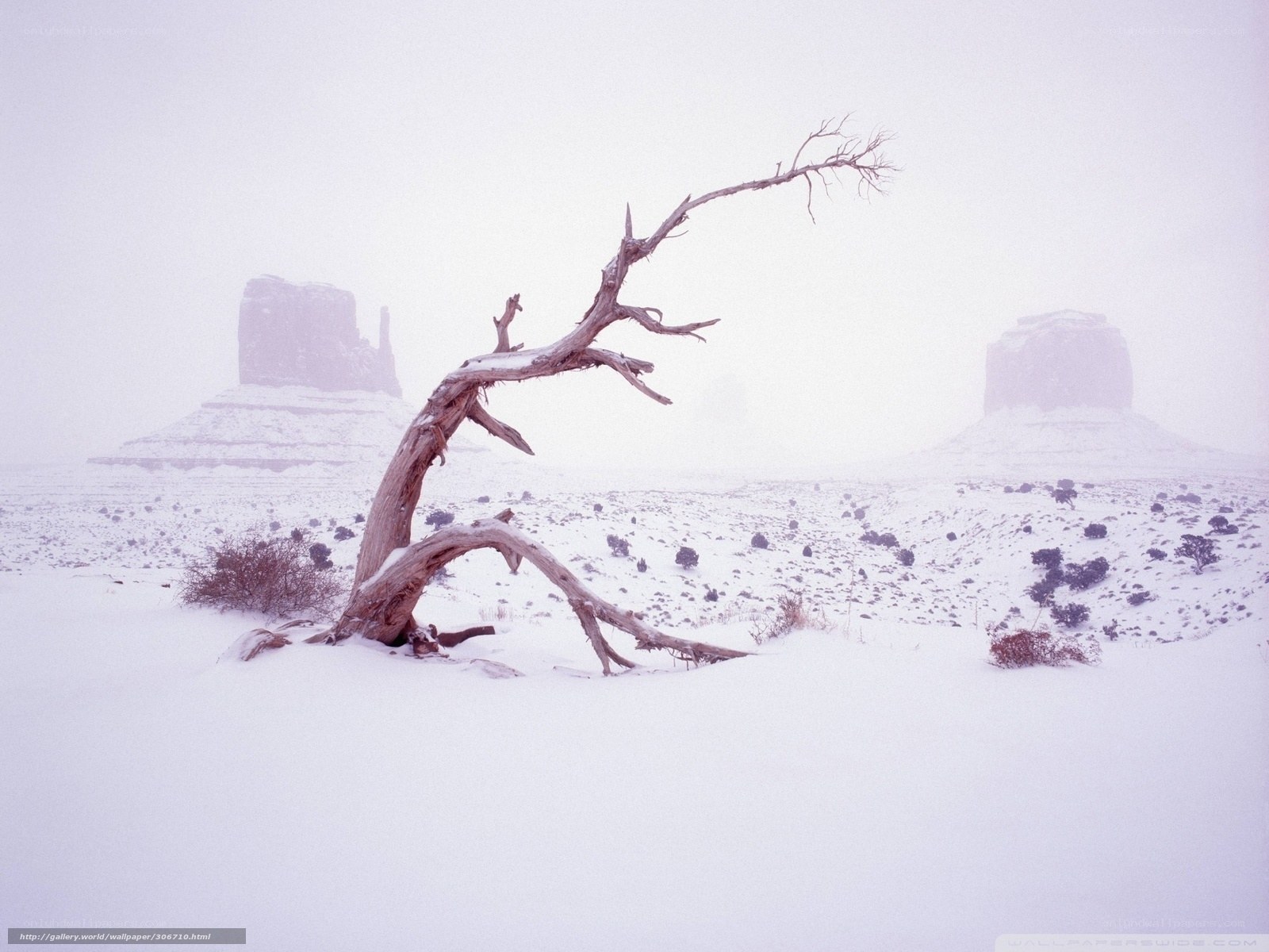Snowy desert with dead tree