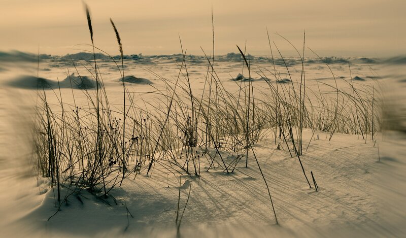 Snowy dune with grass