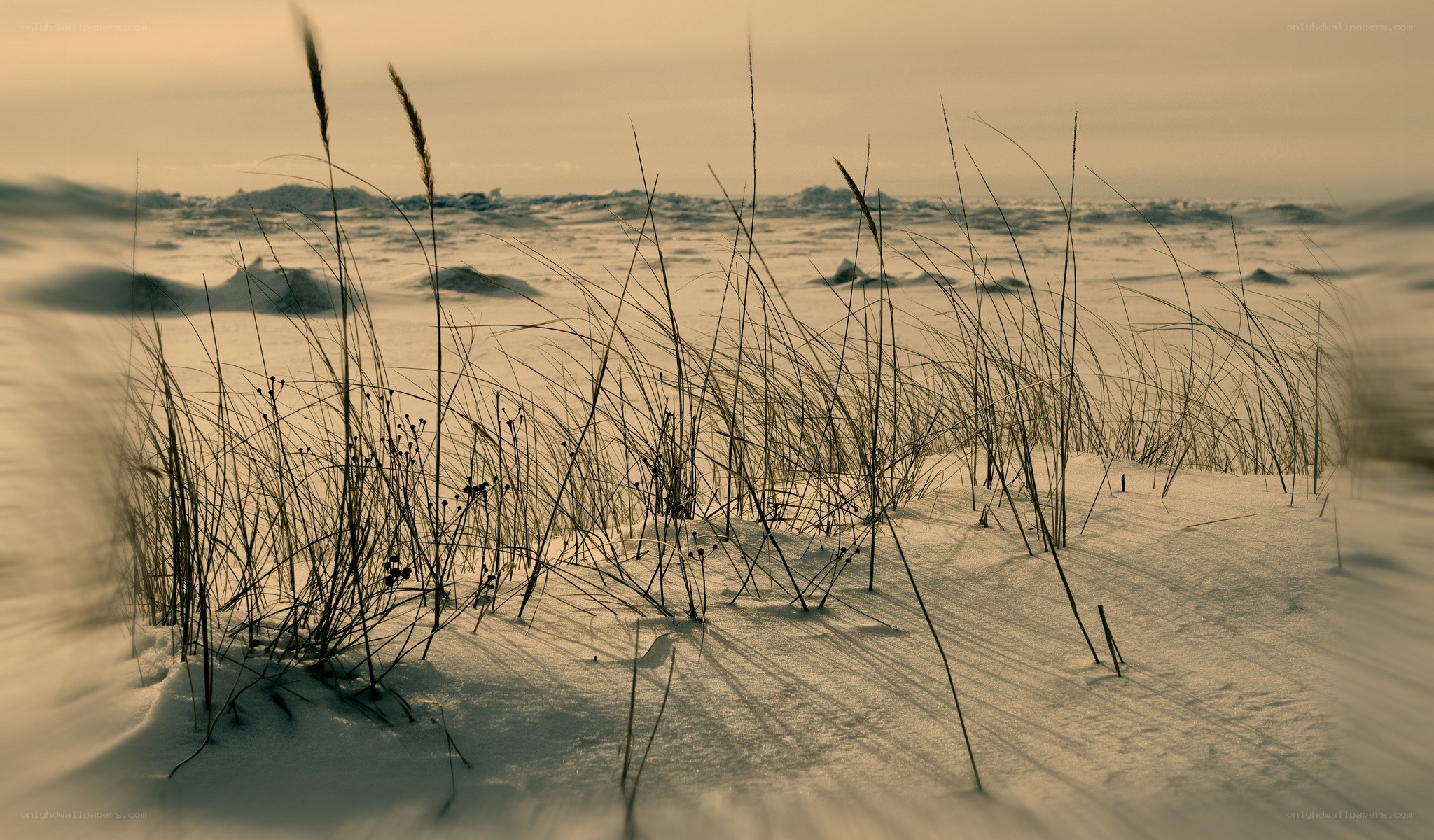 Snowy dune with grass