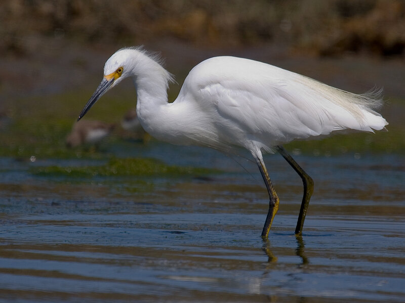 Snowy egret in shallow water