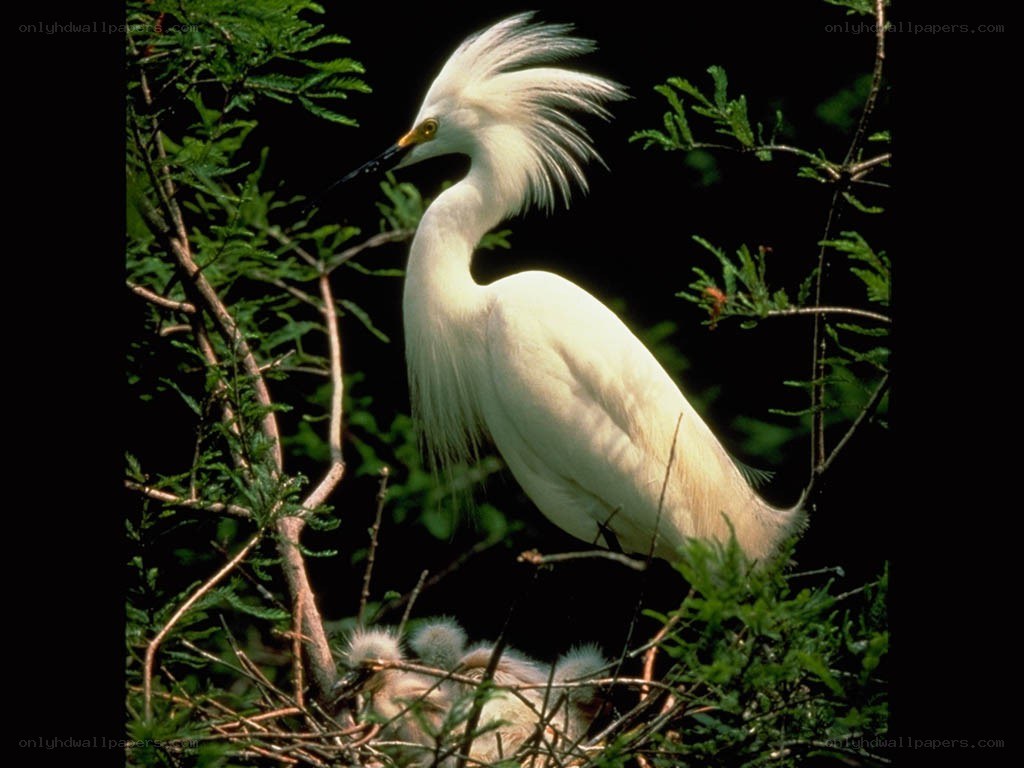 Snowy egret with chicks