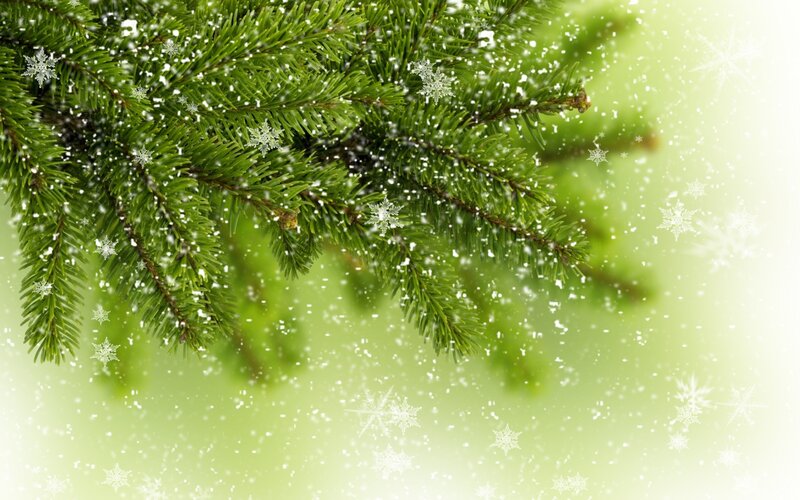 snowy evergreen branch