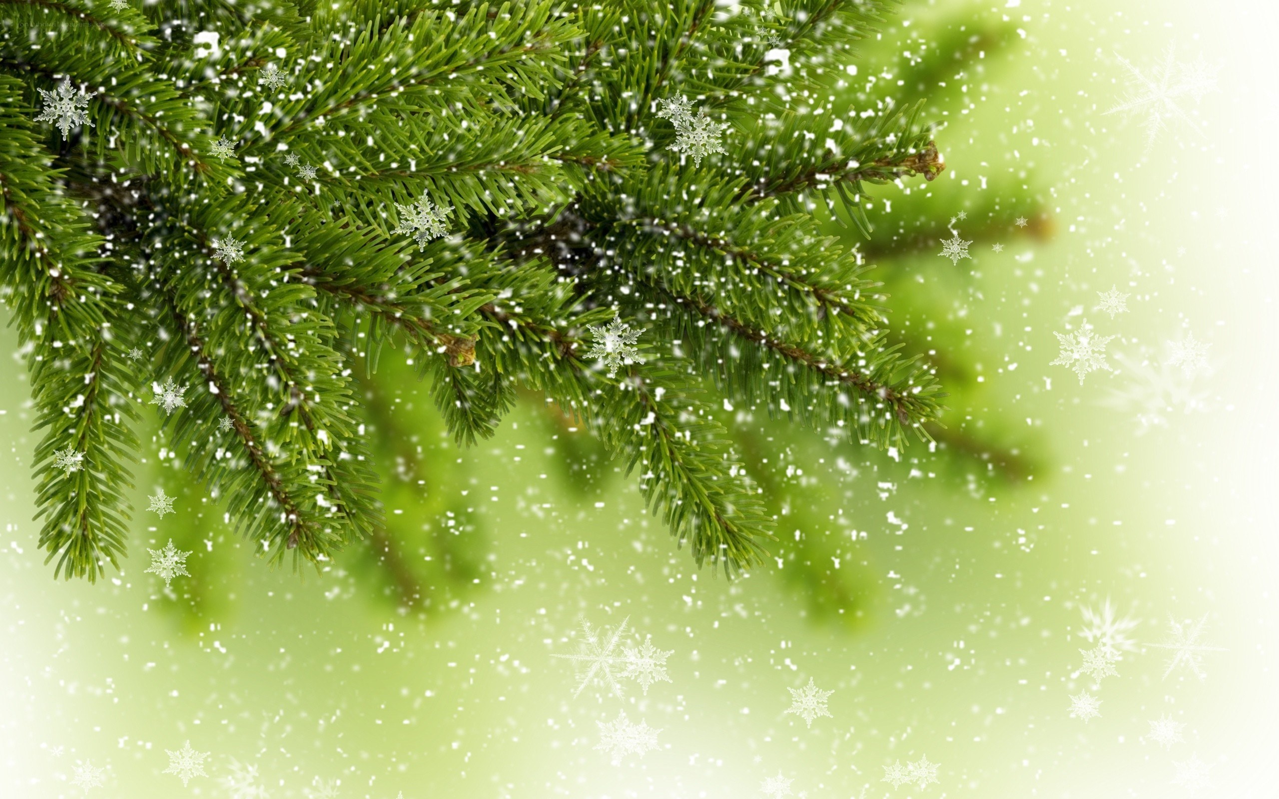 snowy evergreen branch