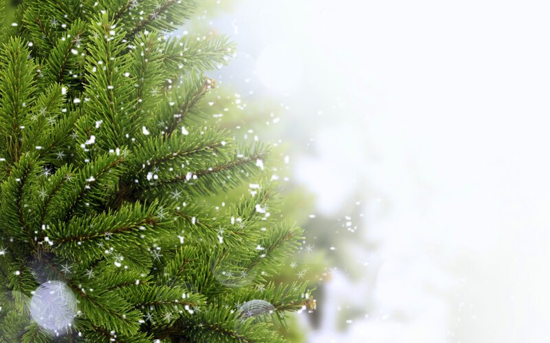 snowy evergreen branches