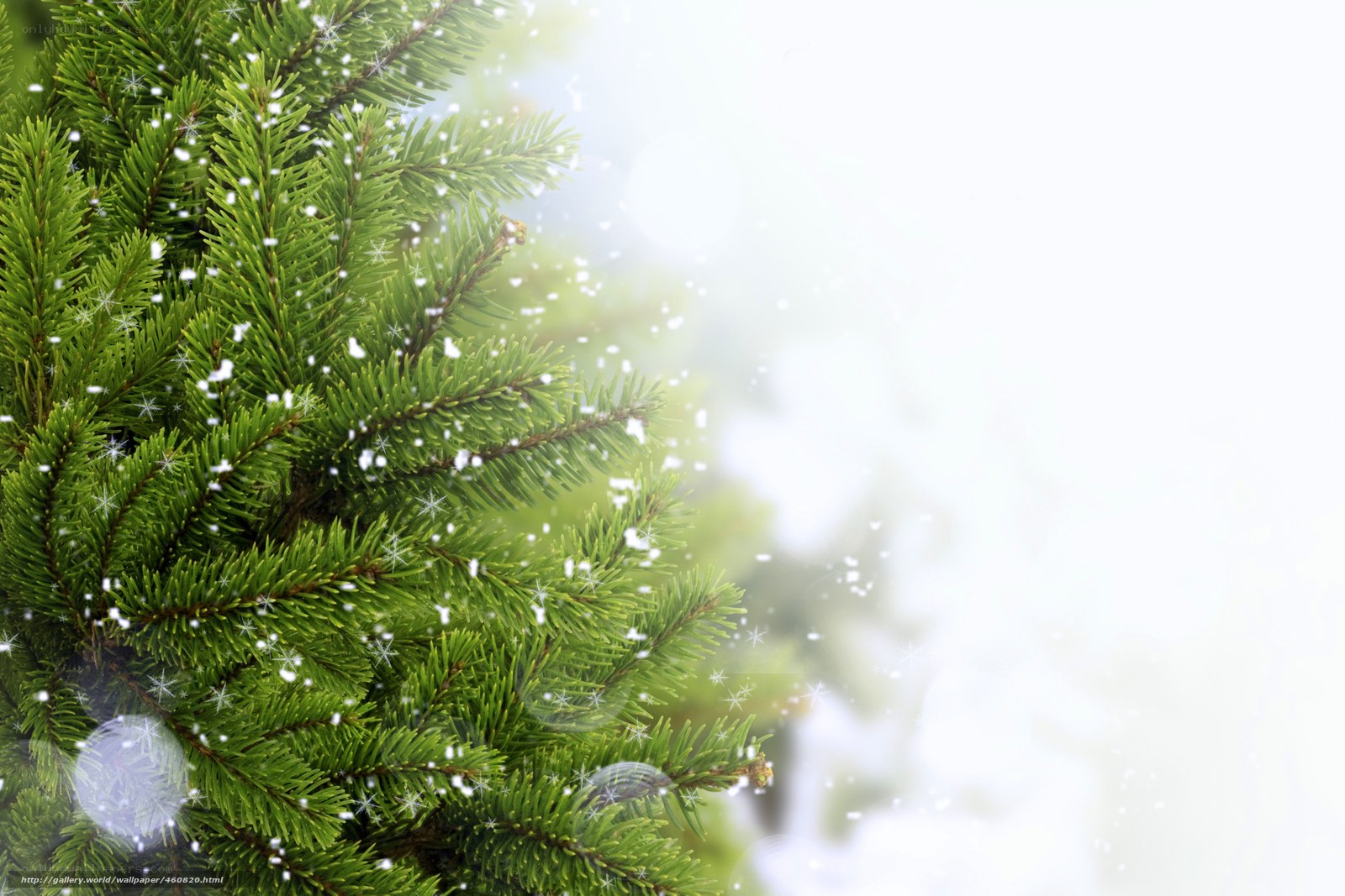snowy evergreen branches