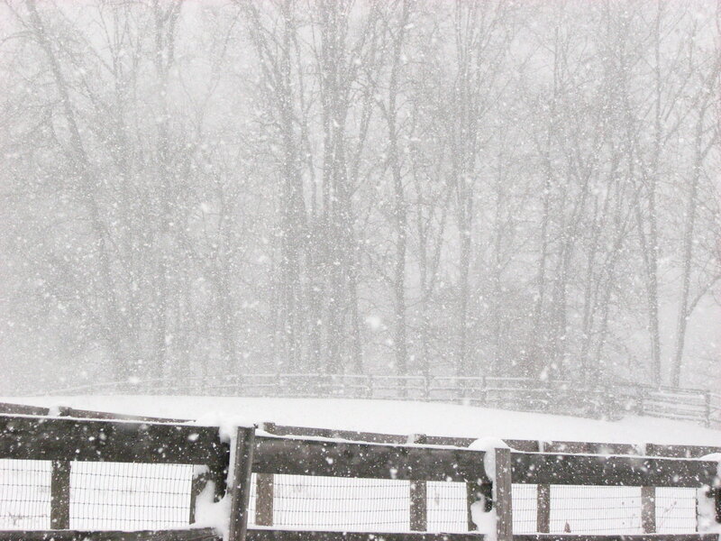 Snowy Fence and Trees