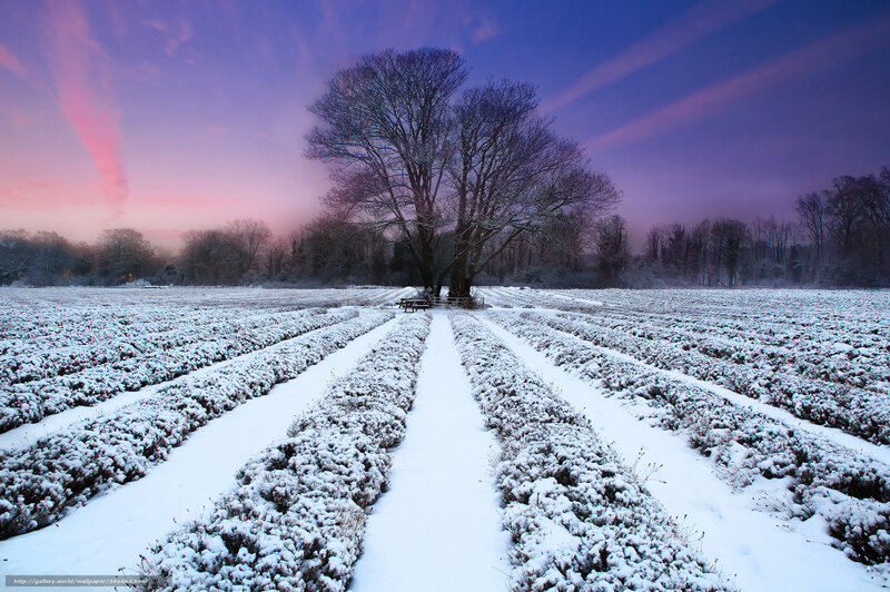 Snowy Field at Dawn