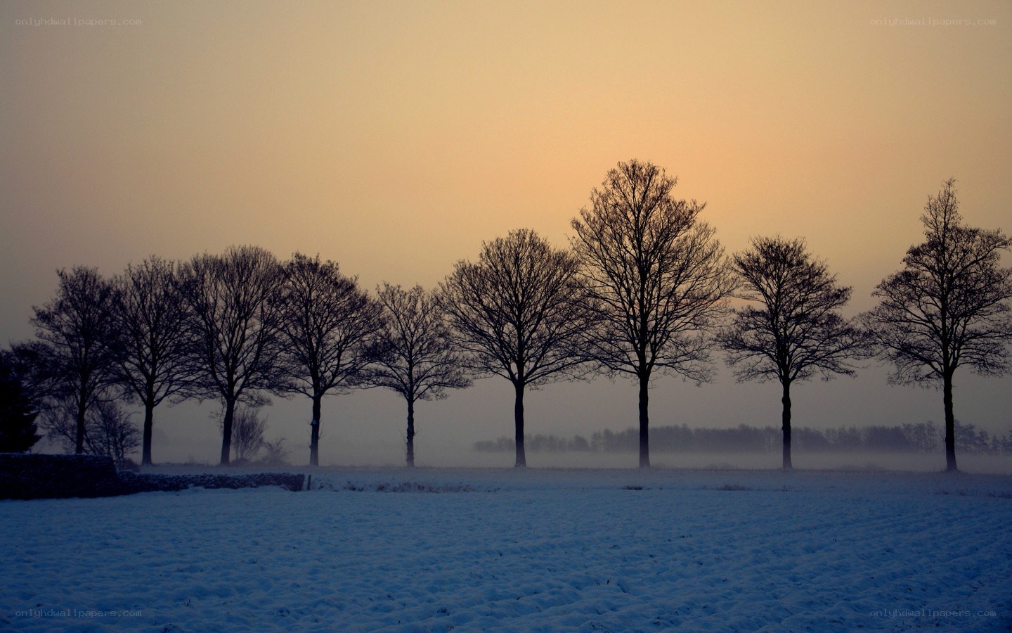 Snowy field at dawn