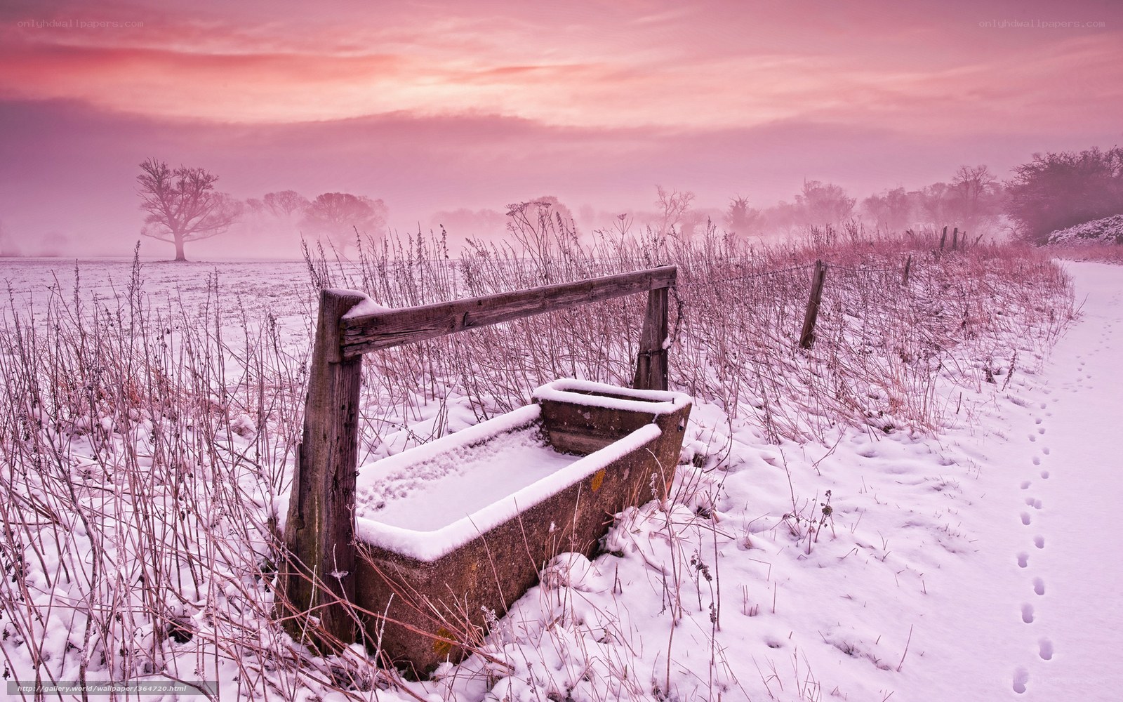 Snowy field at dawn
