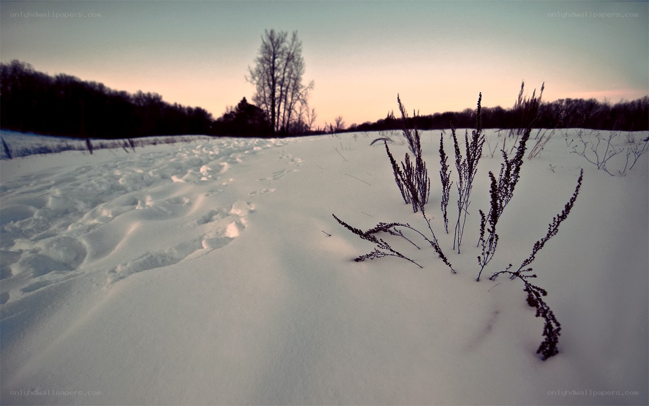 Snowy field at dusk