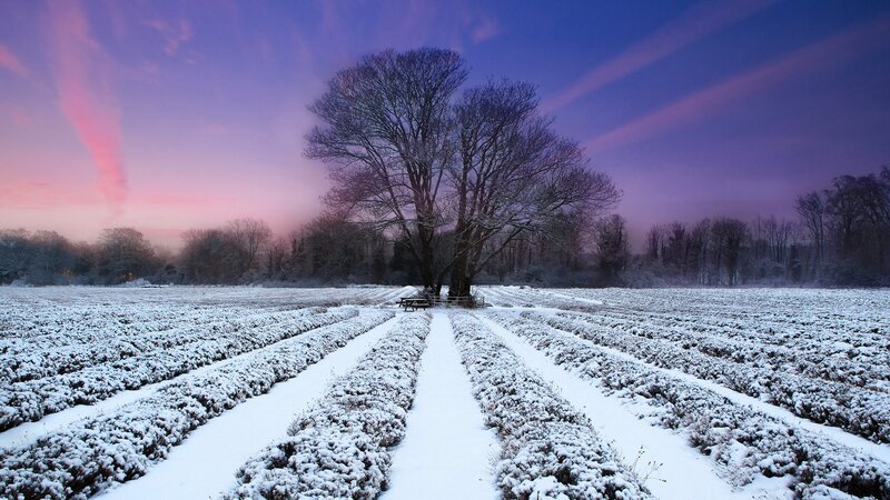 Snowy field at dusk