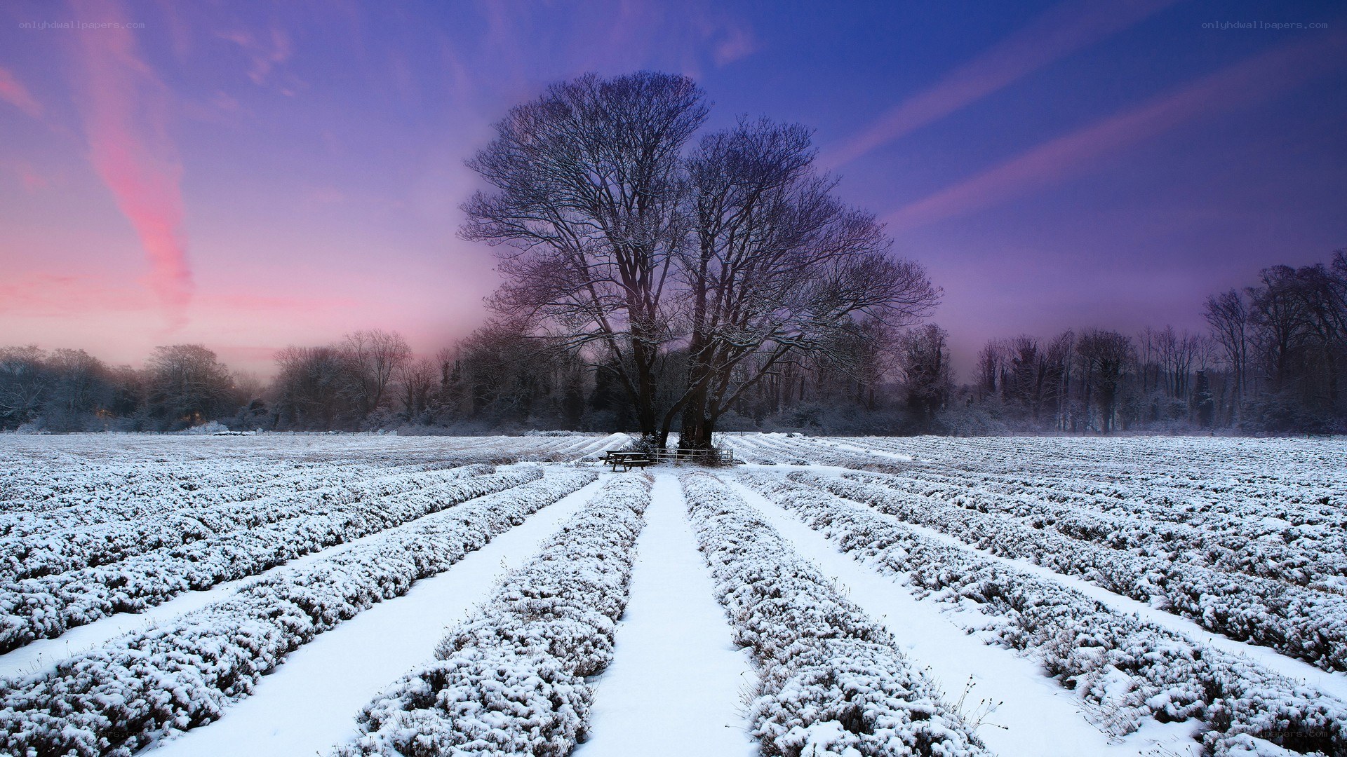 Snowy field at dusk