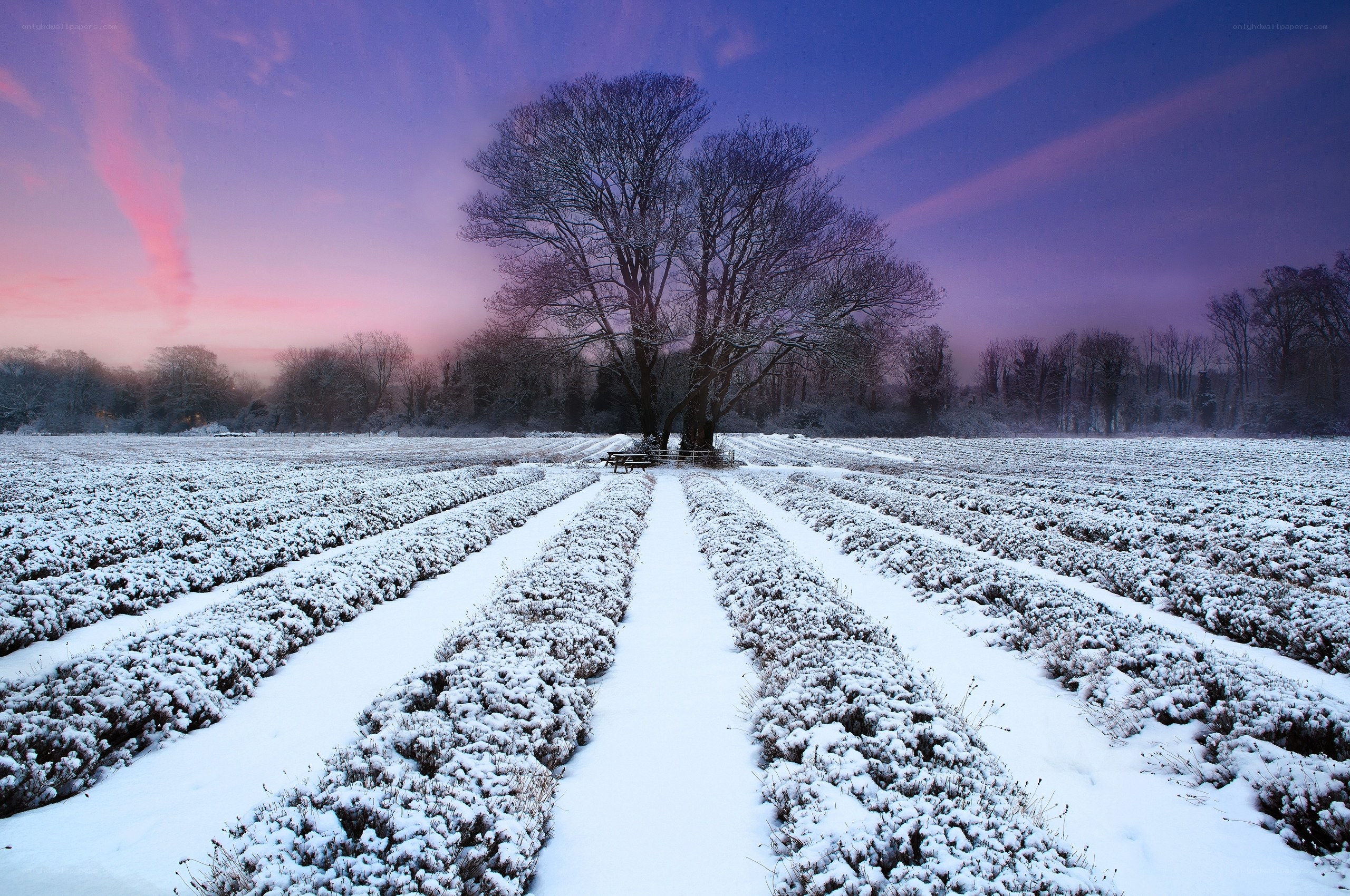 Snowy field at dusk