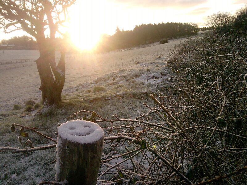 Snowy field at sunrise