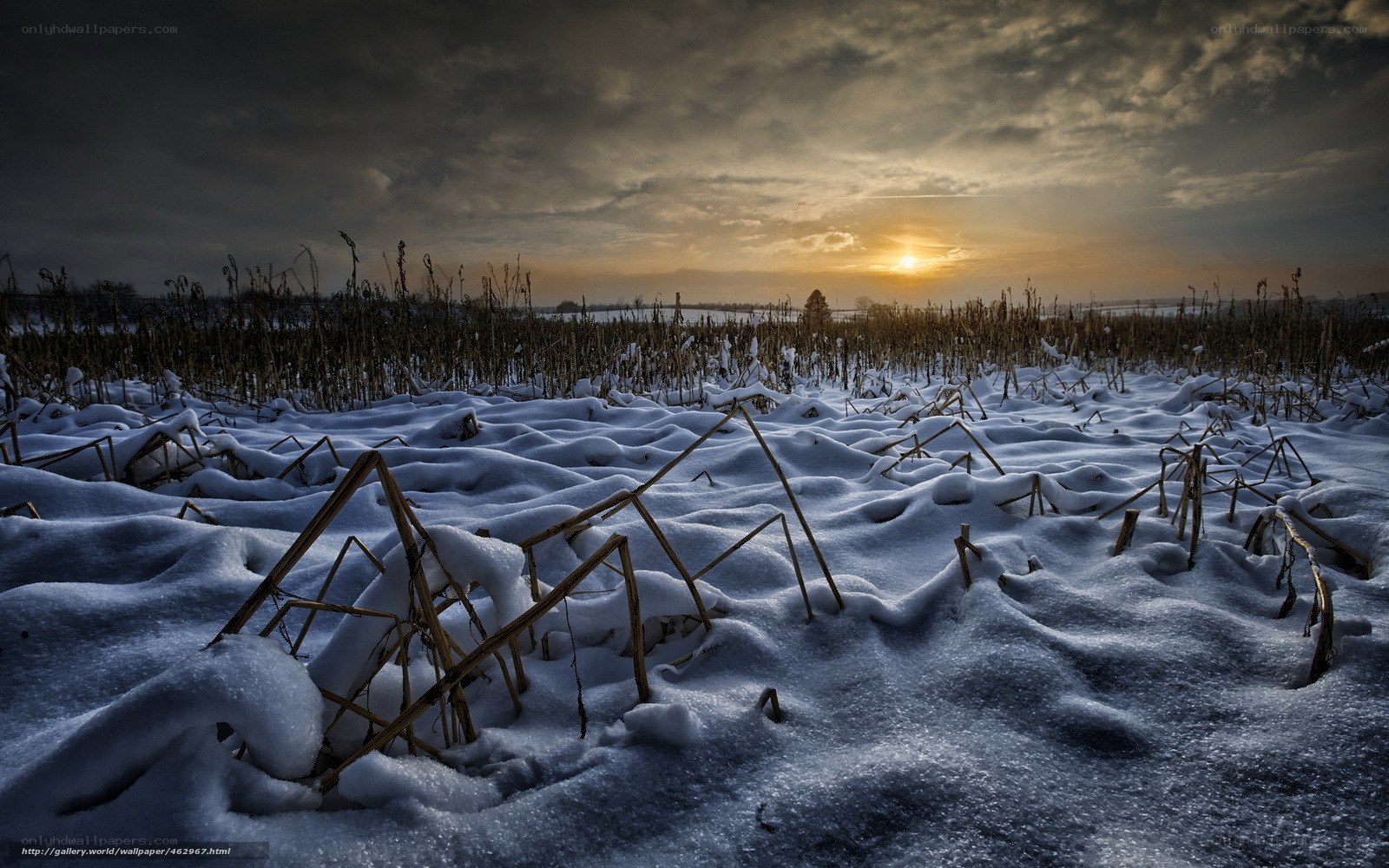 Snowy Field at Sunset