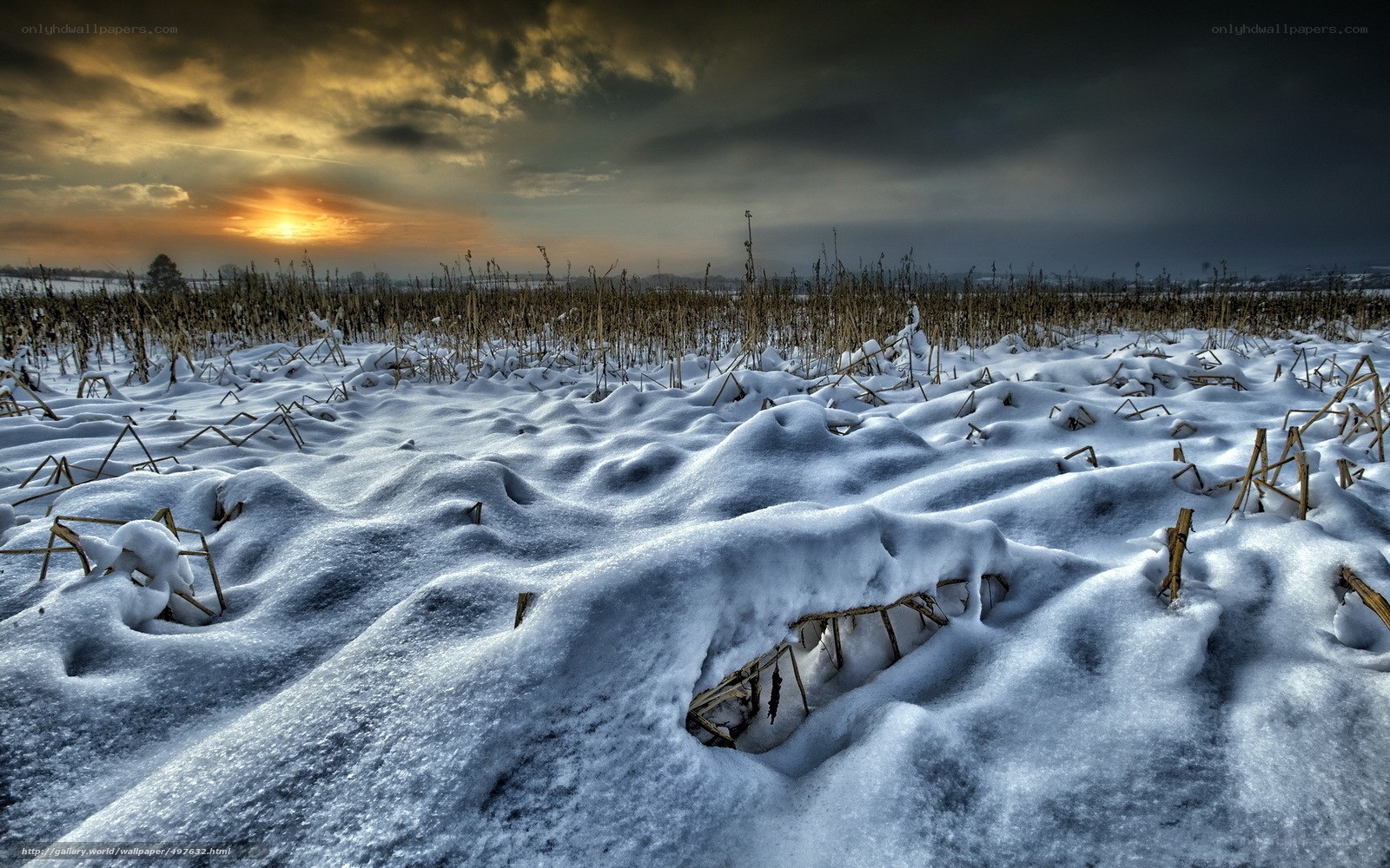 Snowy field at sunset