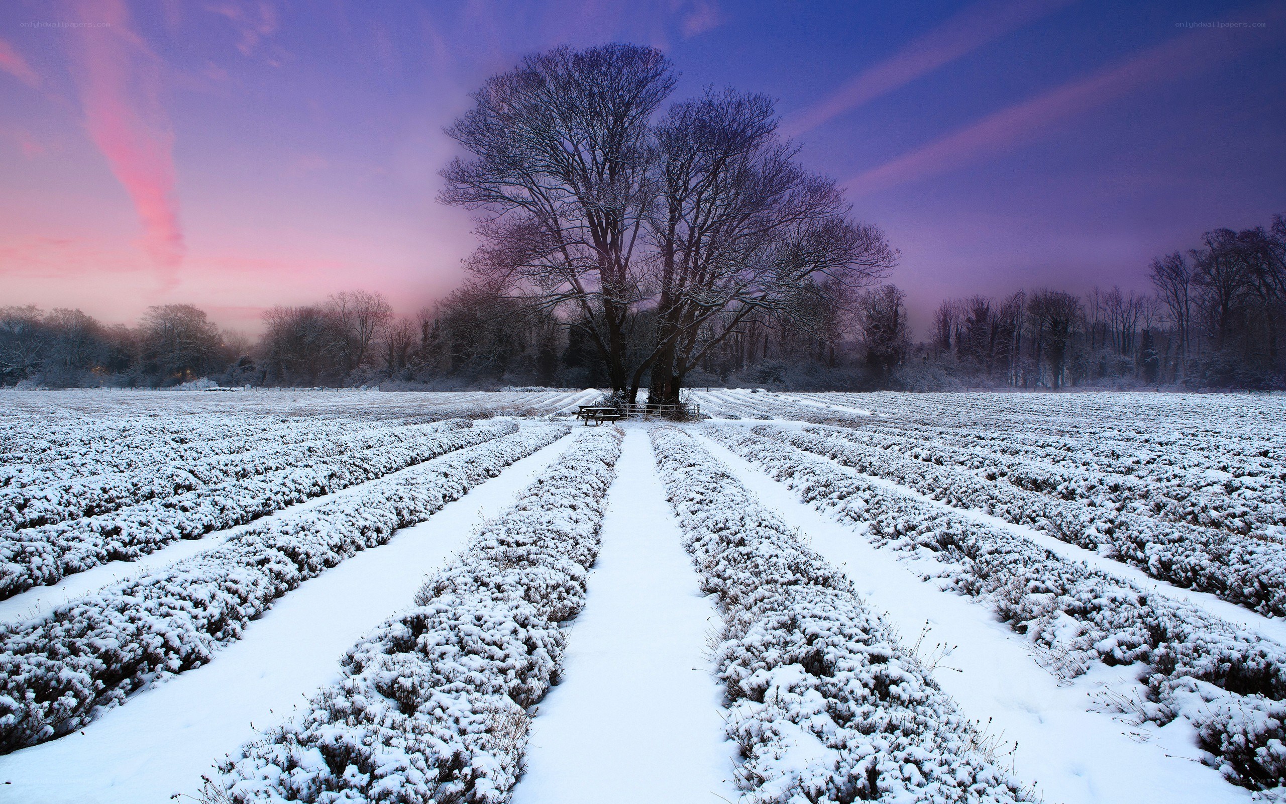 Snowy field at sunset
