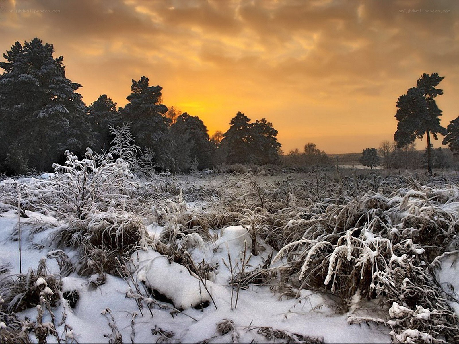 Snowy field at sunset