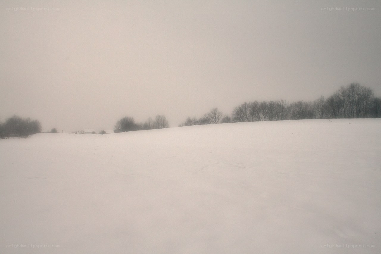 snowy field in fog
