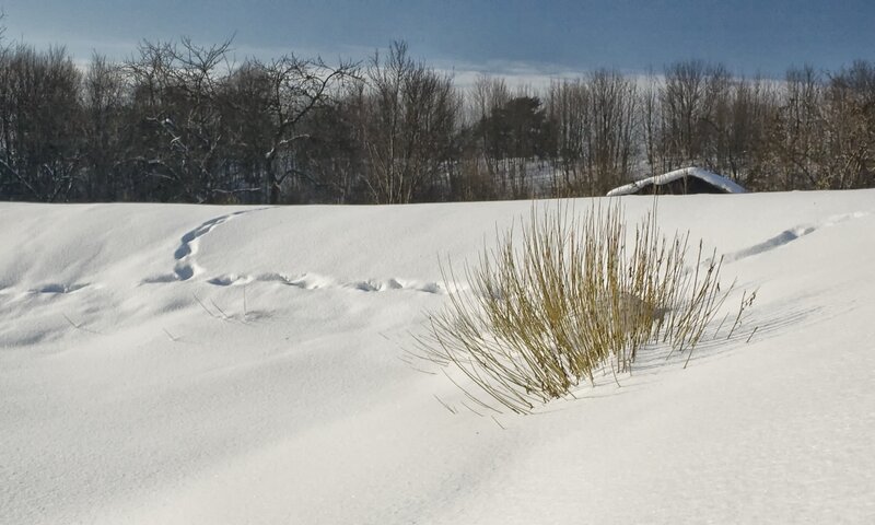 Snowy field with animal tracks