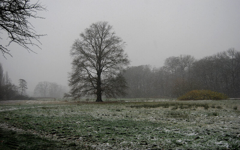 Snowy field with bare trees