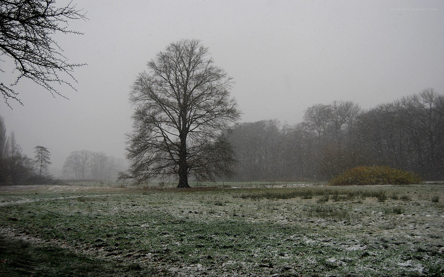 Snowy field with bare trees