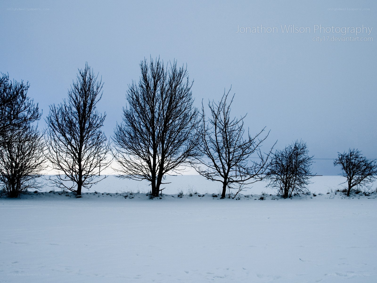 snowy field with bare trees