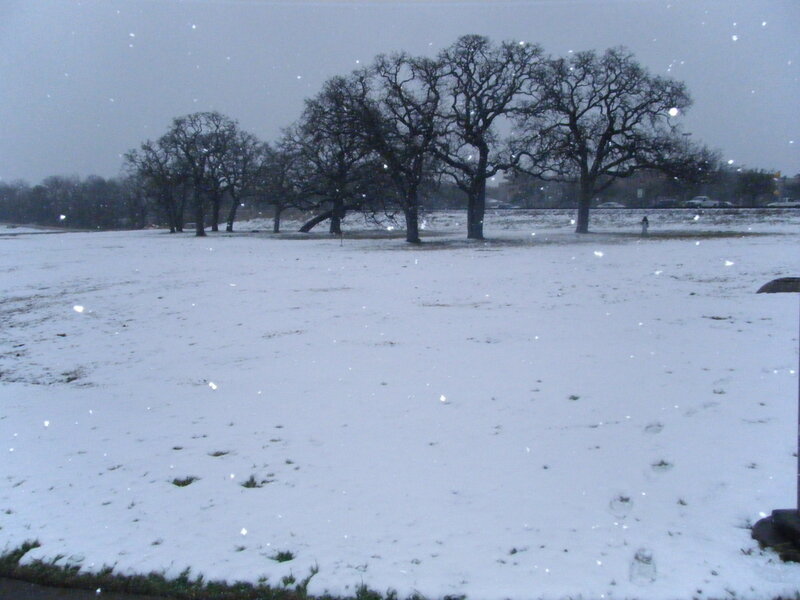 Snowy field with bare trees