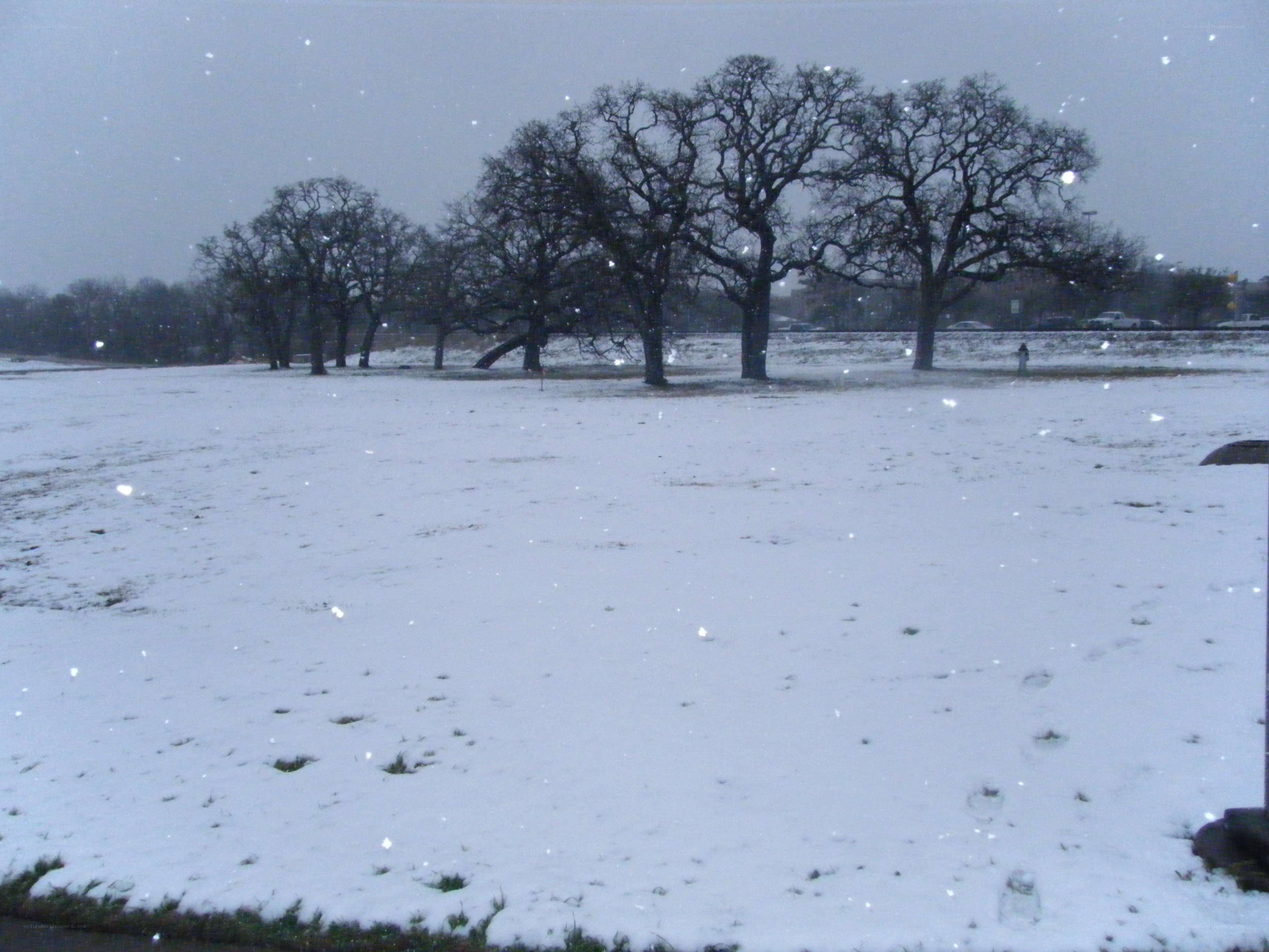 Snowy field with bare trees