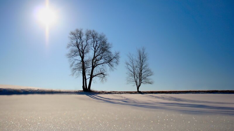 Snowy field with bare trees