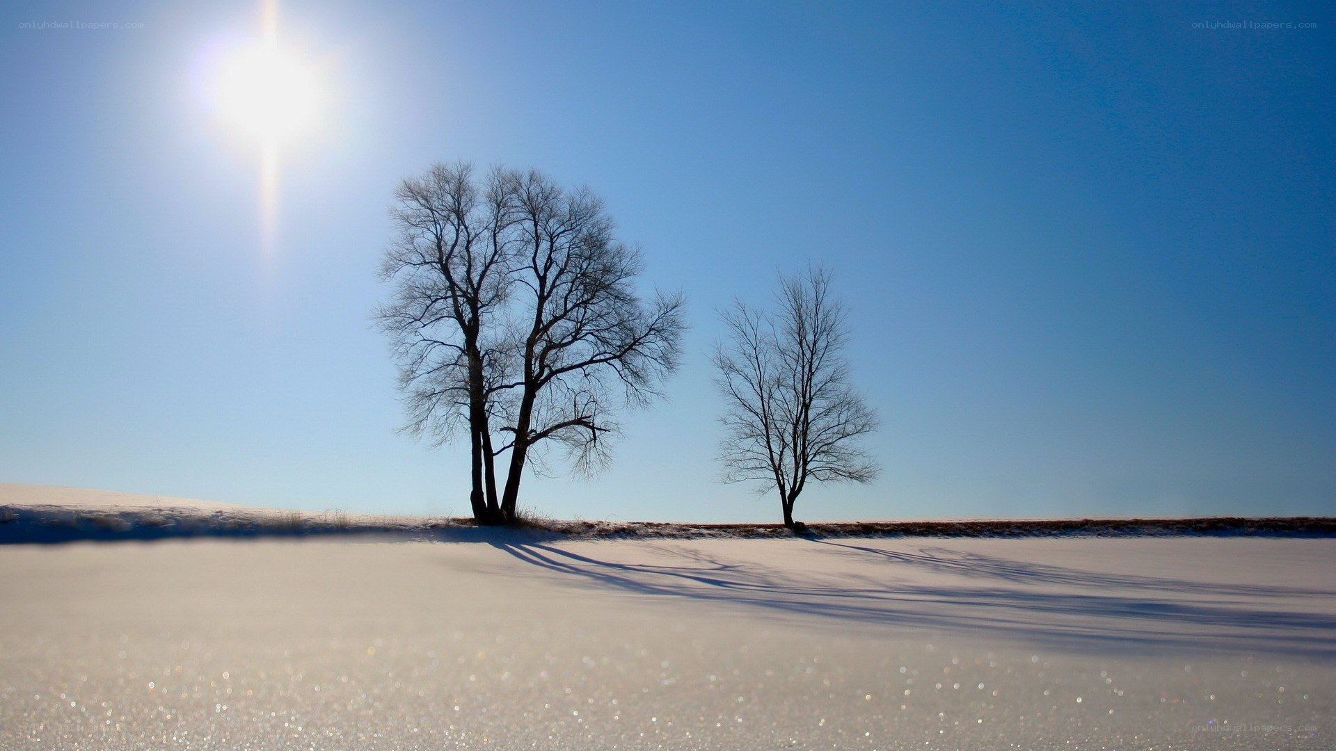 Snowy field with bare trees