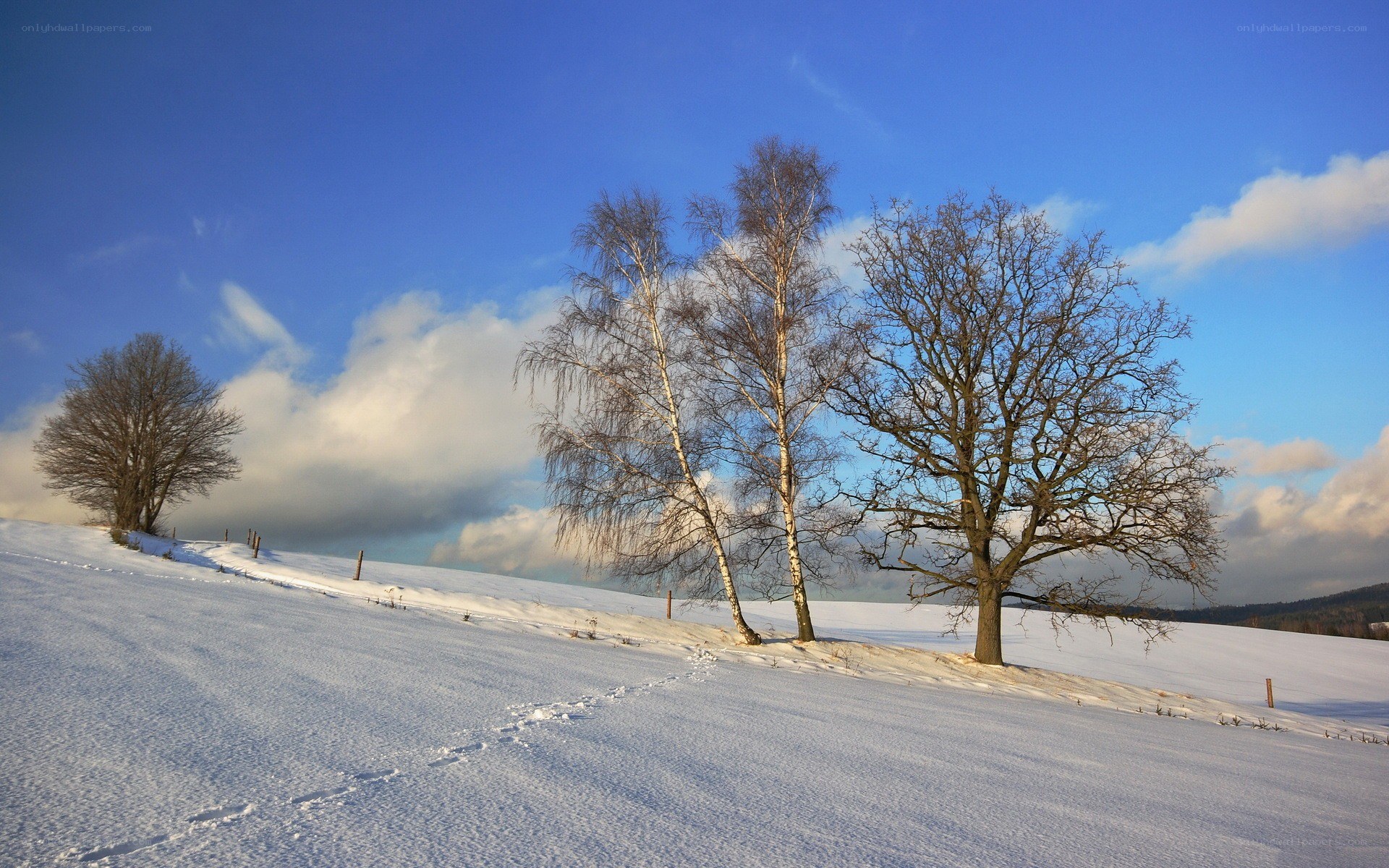 Snowy field with bare trees