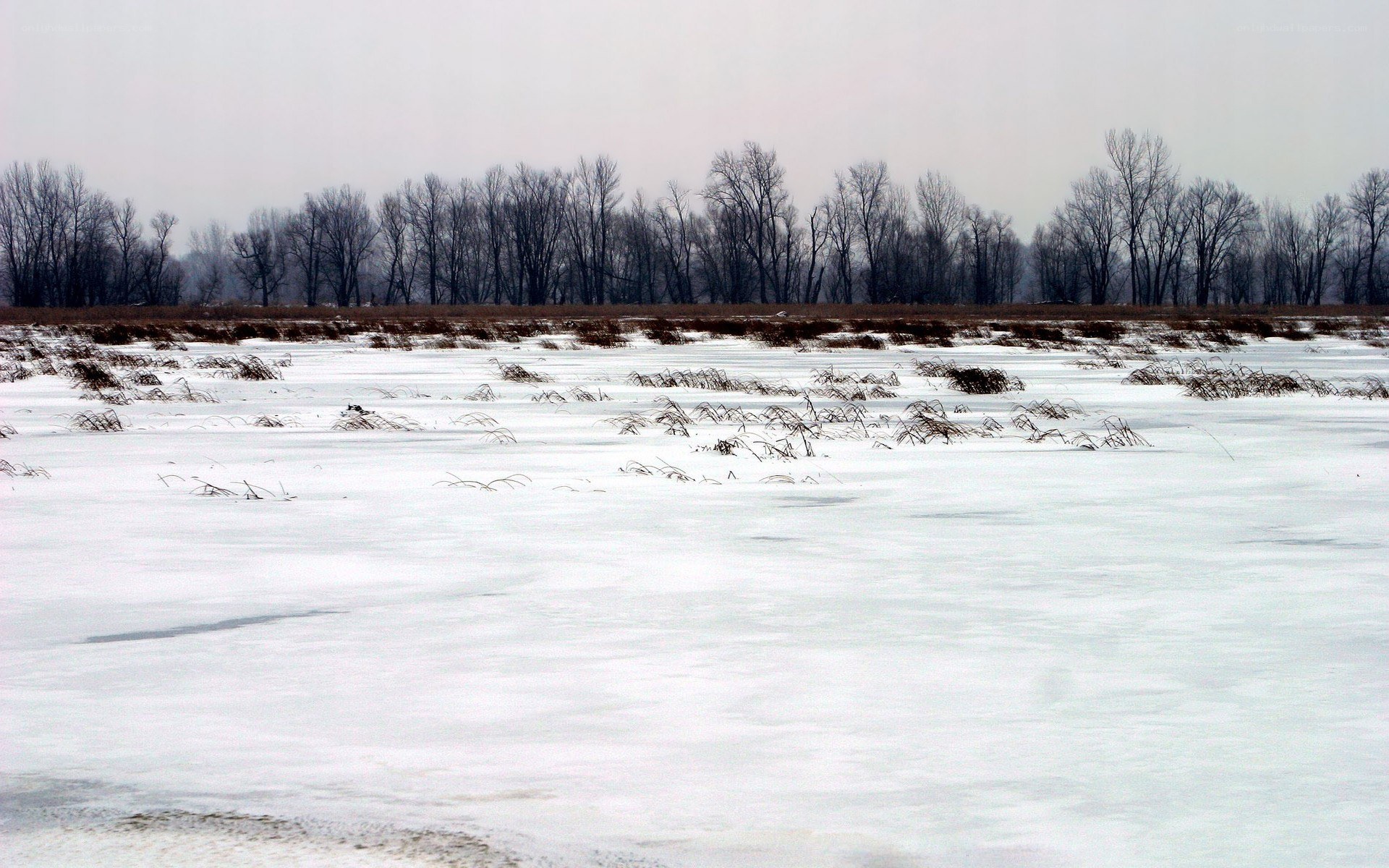 snowy field with bare trees