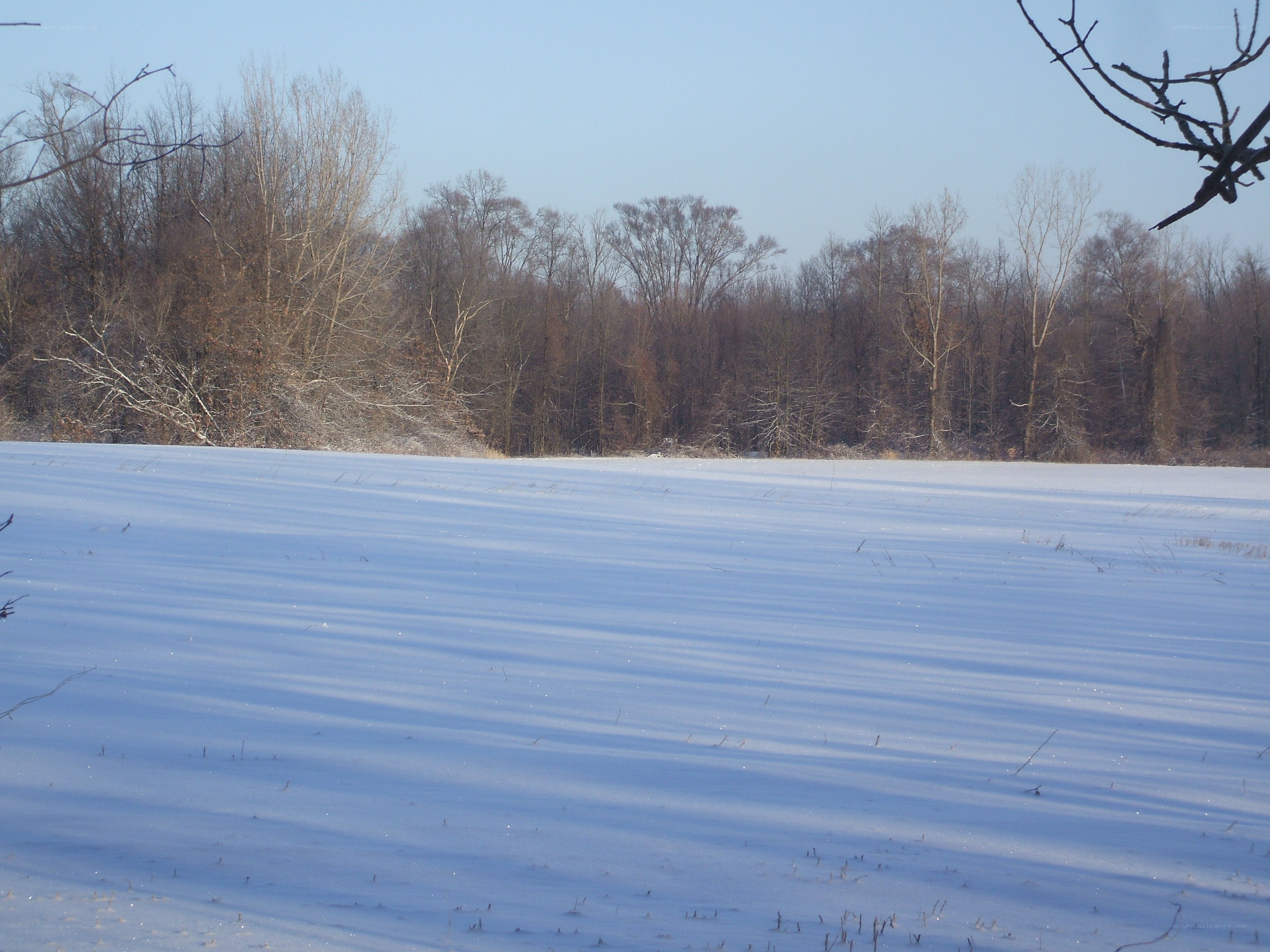 snowy field with bare trees